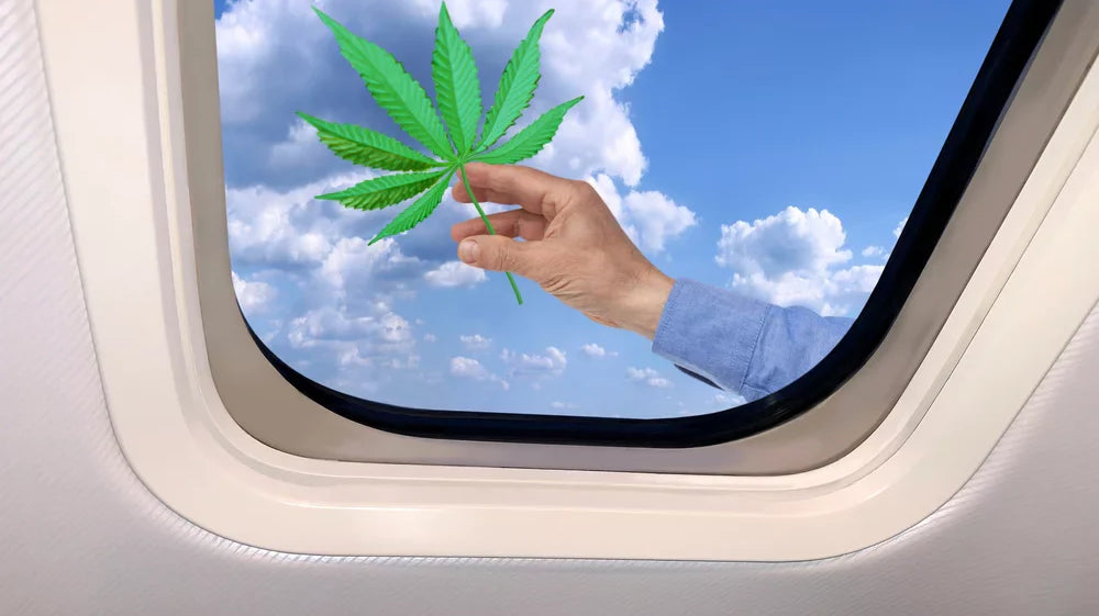 Male hand holding hemp leaf by airplane window, representing flying with federally compliant Delta-9 hemp products and air travel rules