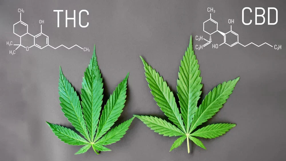 CBD to THC ratios concept with hemp leaves labeled THC and CBD and their molecular structures shown side by side