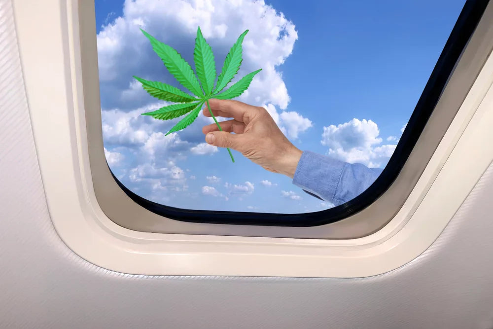 Male hand holding hemp leaf by airplane window, representing flying with federally compliant Delta-9 hemp products and air travel rules