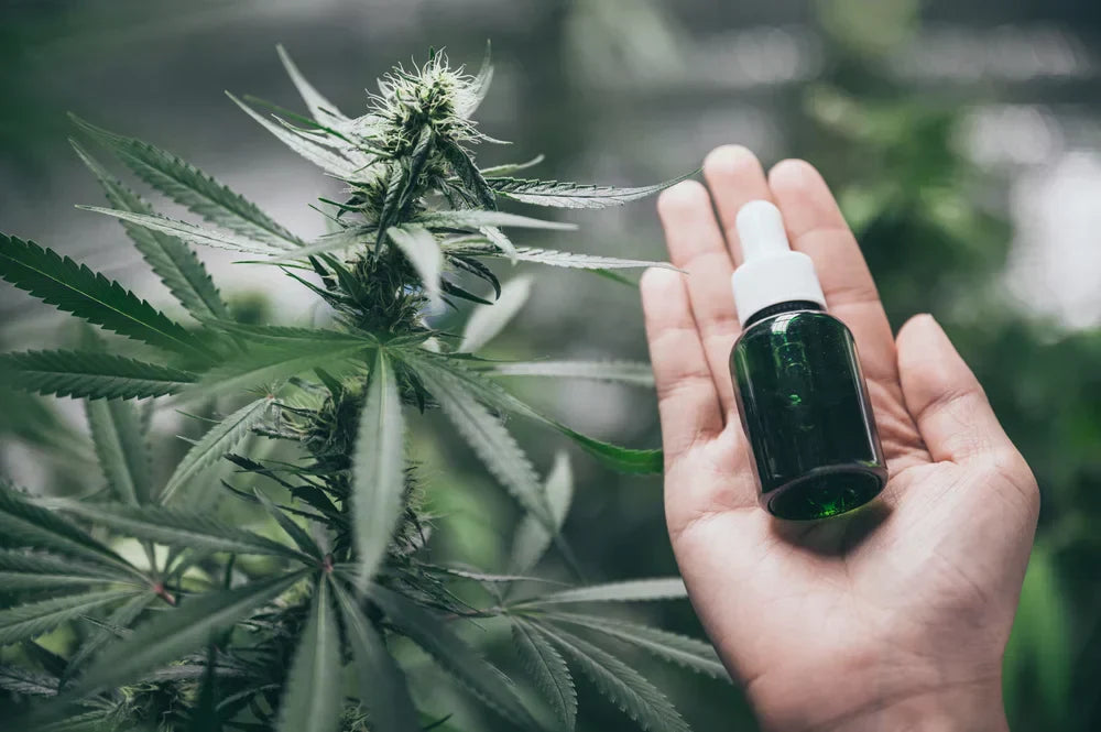 Hemp derived THC vs. THC illustrated by a hemp plant and tincture bottle held in front